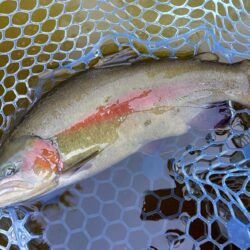 久しぶりのフライフィッシングだったが…　～…